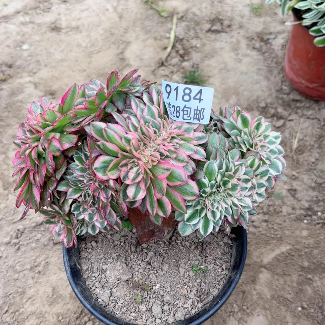 9184。万白缀多肉