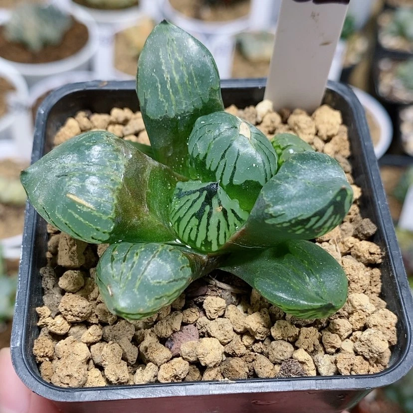 【闪购商品】32水晶魔球