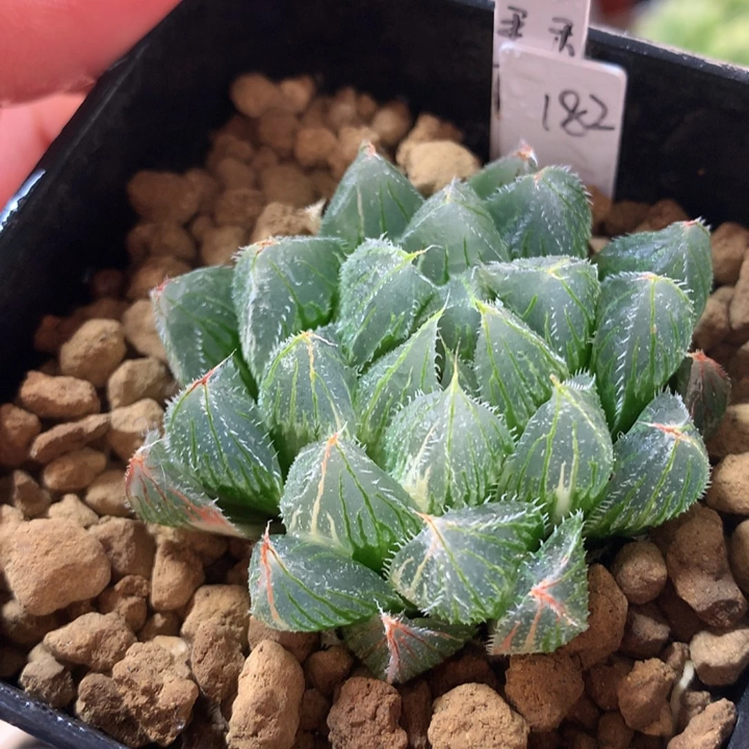 182号毛玉露锦一物一拍