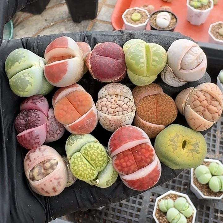 生石花1111。    291