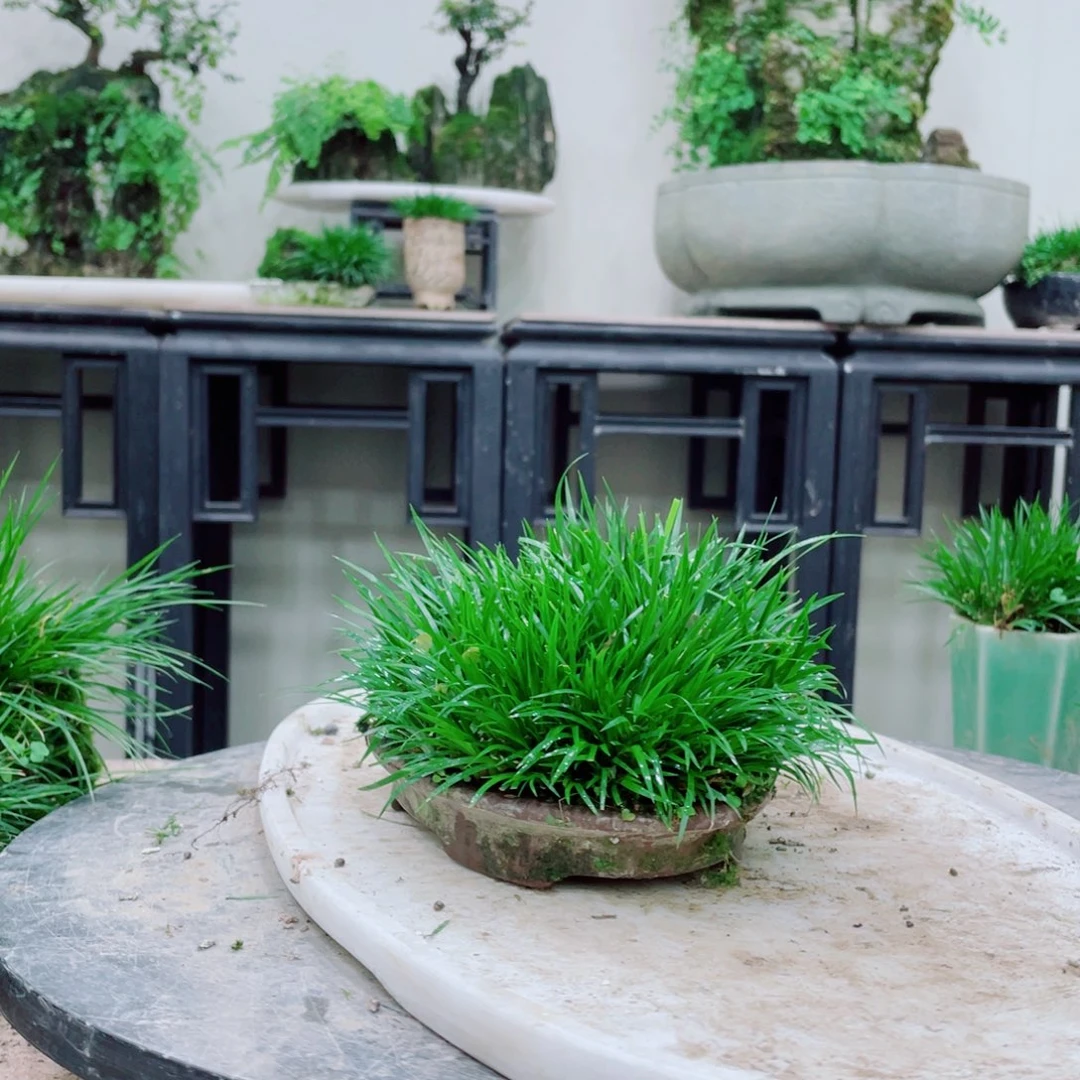 无铅玻璃古**房铁线蕨的一个分支叫做