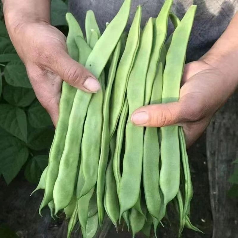 【云南新鲜扁豆】芸豆四季豆长豆角扁豆角农家自种3斤5斤9斤
