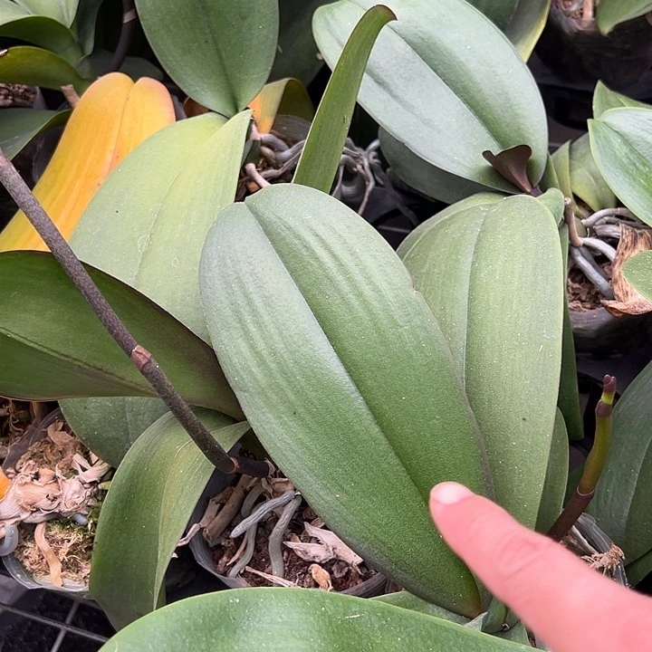 当前无花朵，栽培后可花朵藏宝图3.5杯，轻微叶损不售后