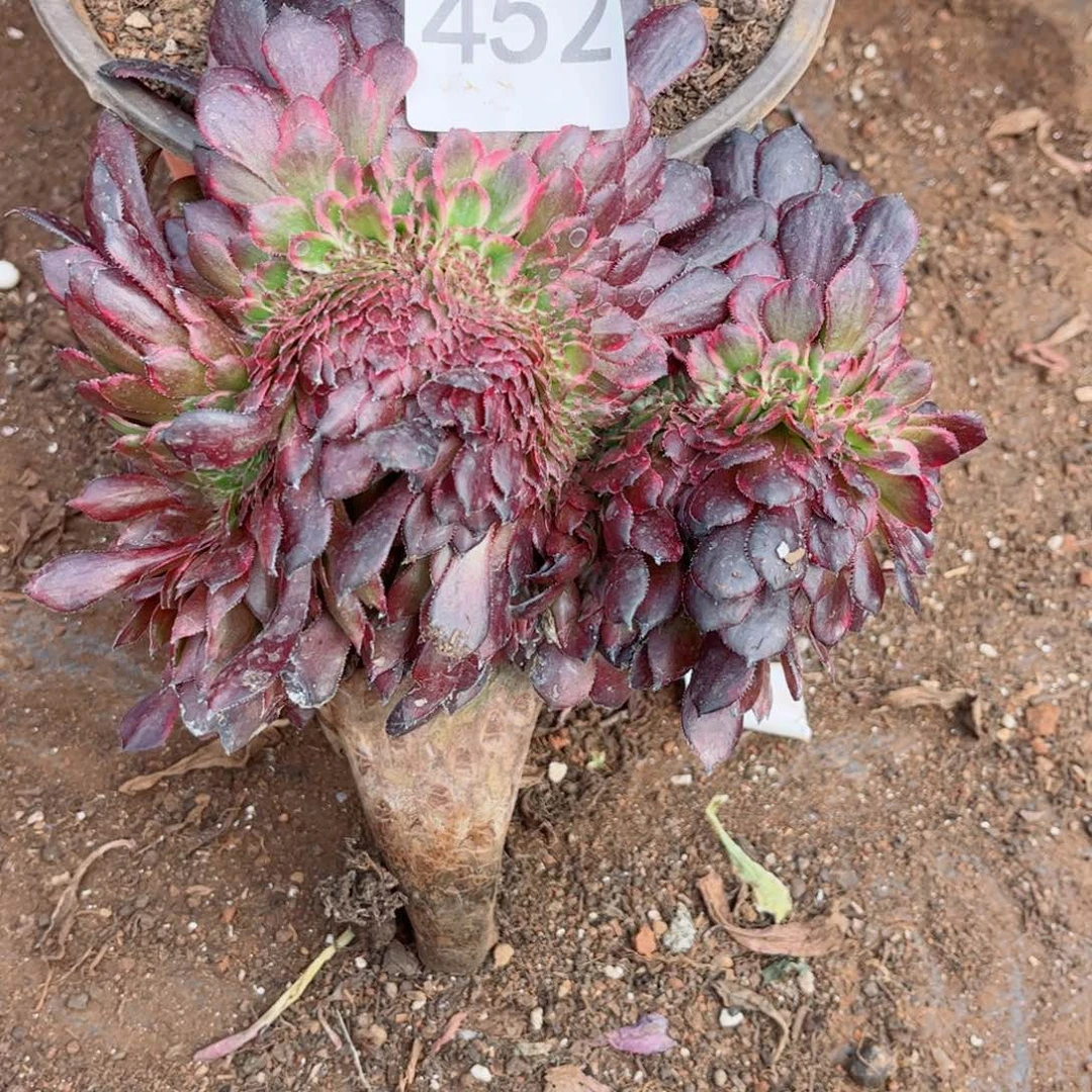 多肉植物452金刚