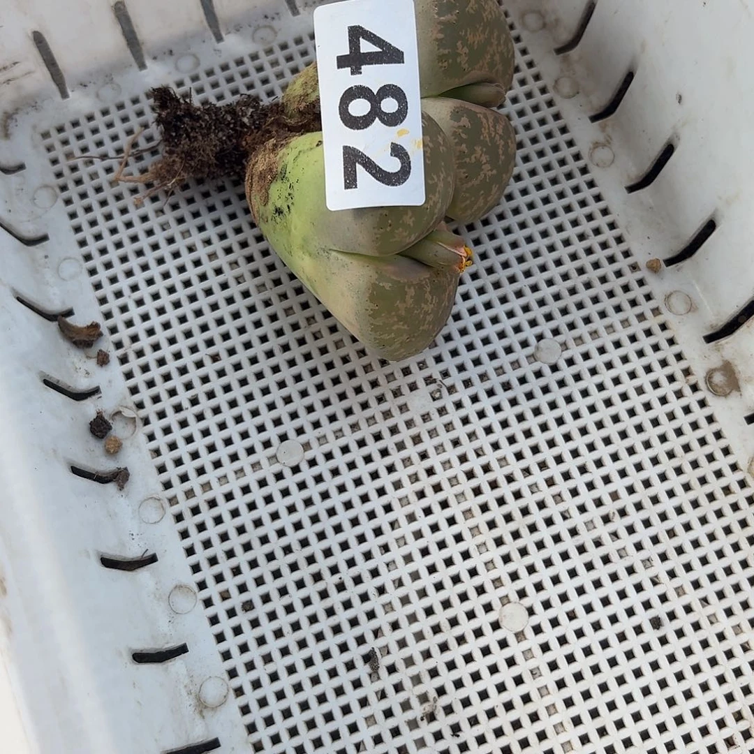 ****࿐生石花一物一拍482