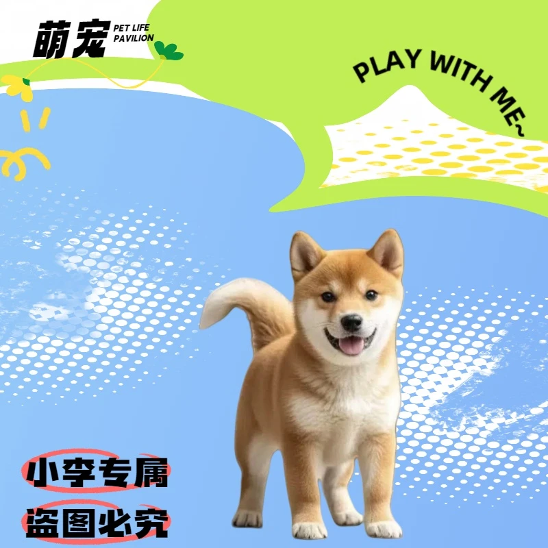 纯种柴犬标柴豆柴犬小型犬不掉毛小体宠物活体 399