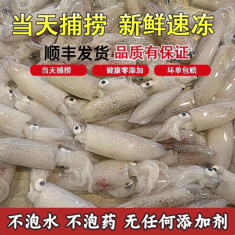 鱿鱼新鲜鱿鱼阳江灯光渔船自捕天然乌贼鲜鱿（6~10头/斤）