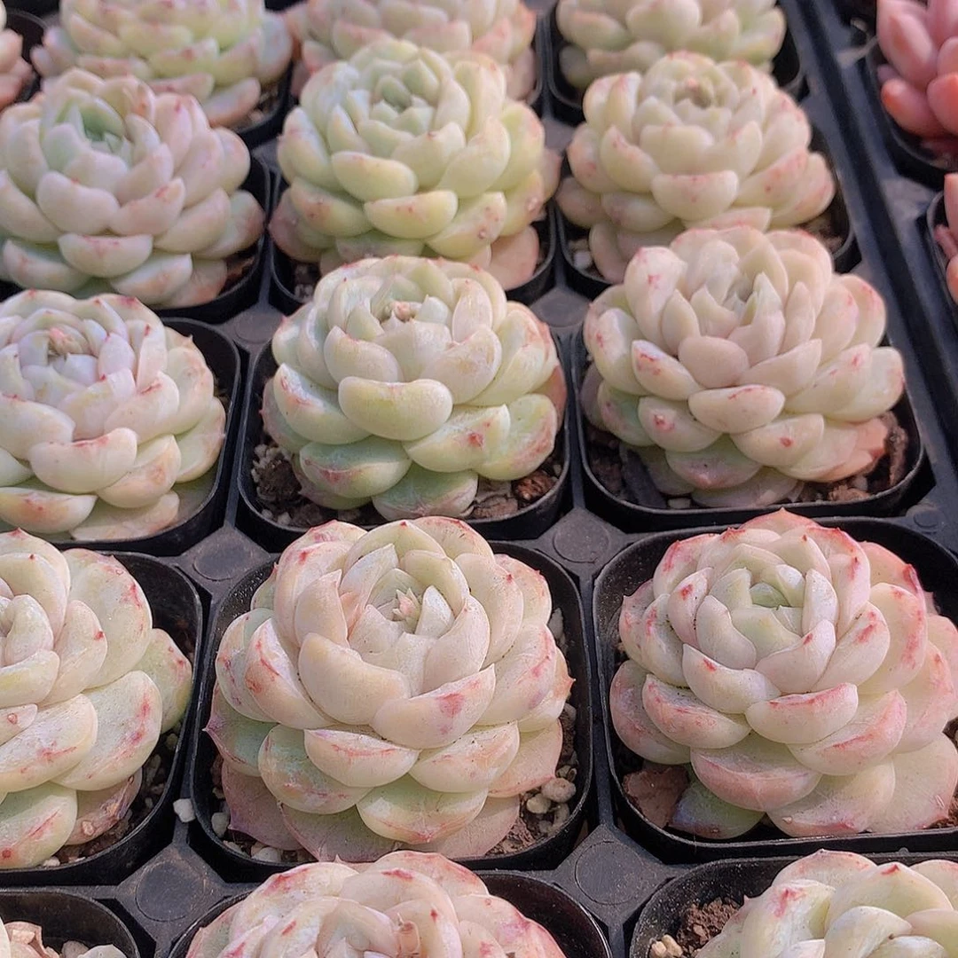 两颗玛奇朵23456778999