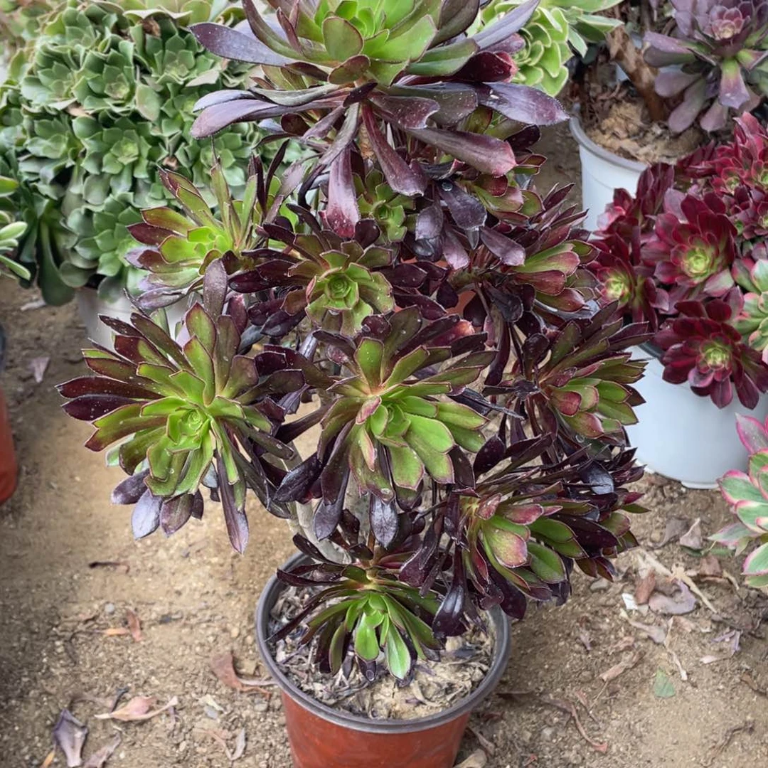 314黑法师多肉法师断枝不包