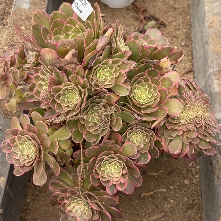 清****¼海王带缀多肉植物044