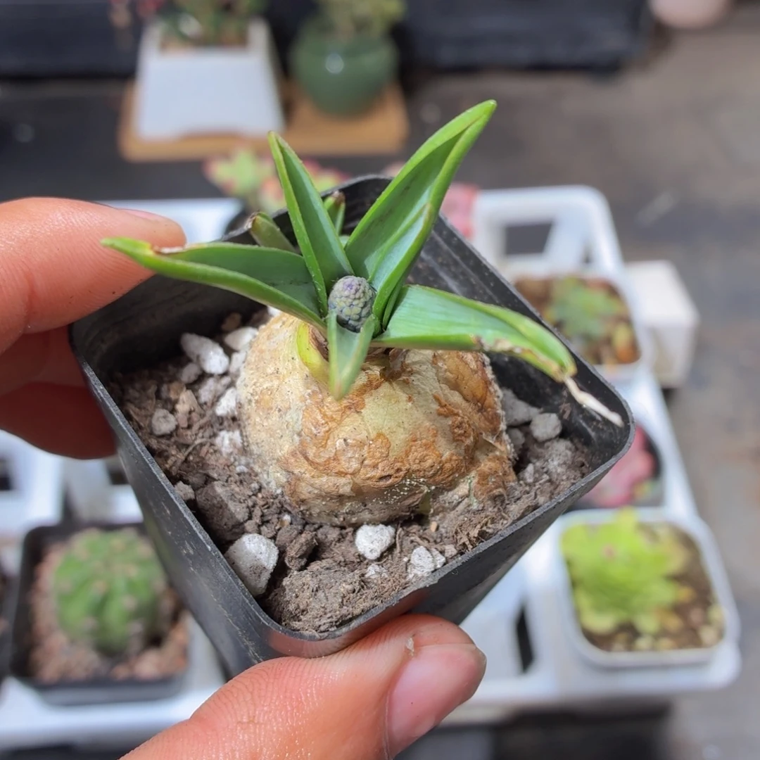 葡萄风信子多肉9.9包邮发货