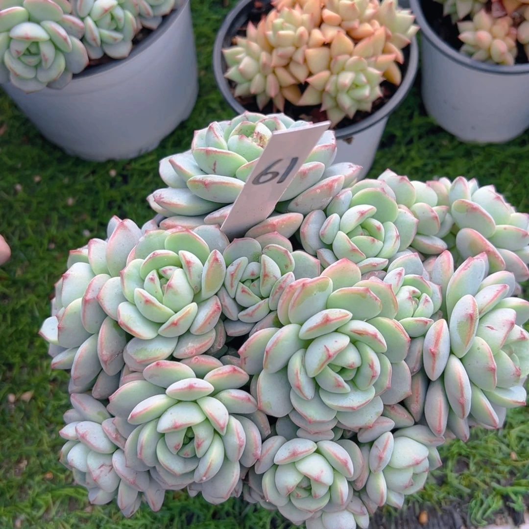 福利来了来了来了来啦