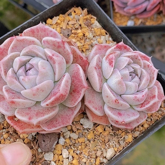 227多肉植物老桩