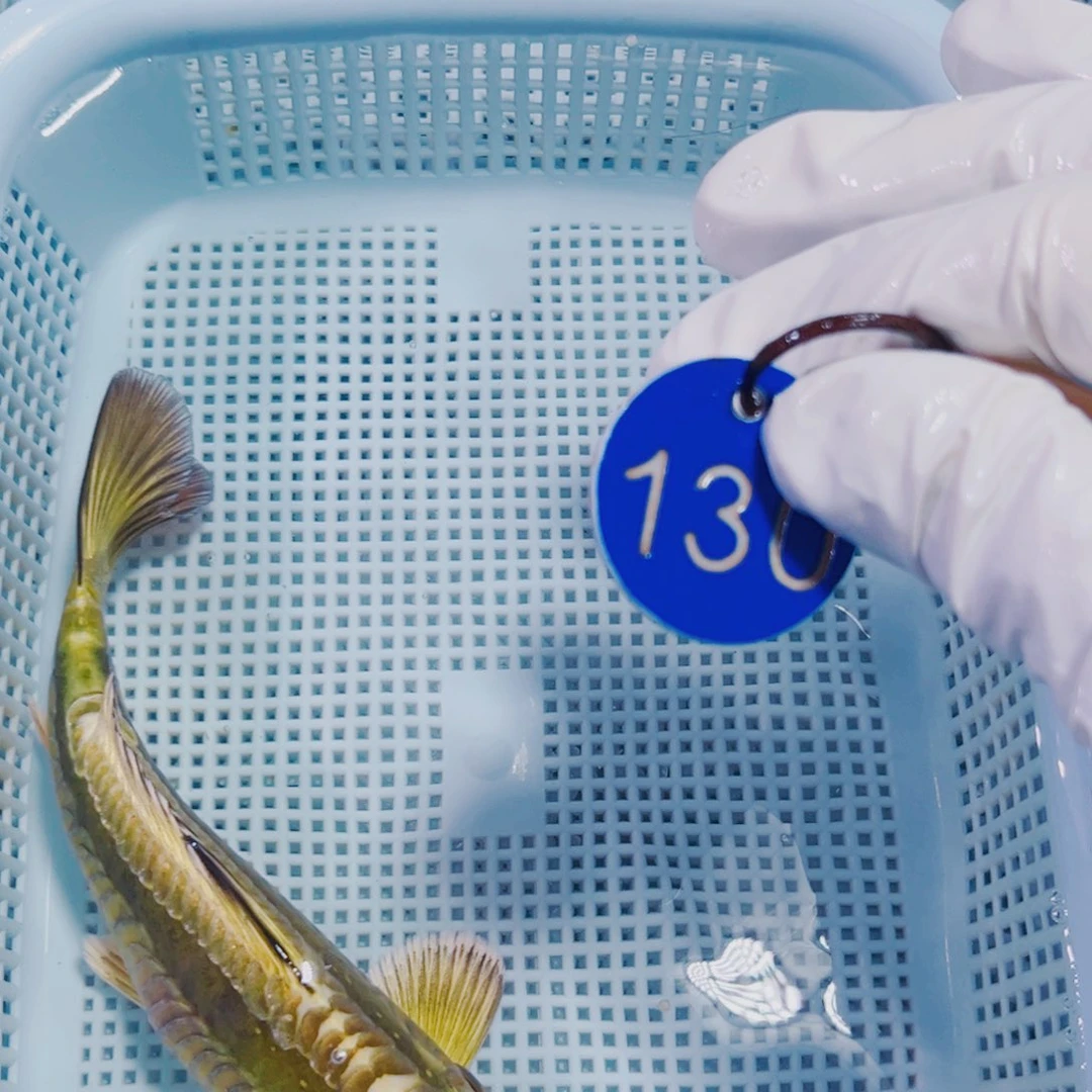 锦鲤130 锦鲤冷水观赏鱼