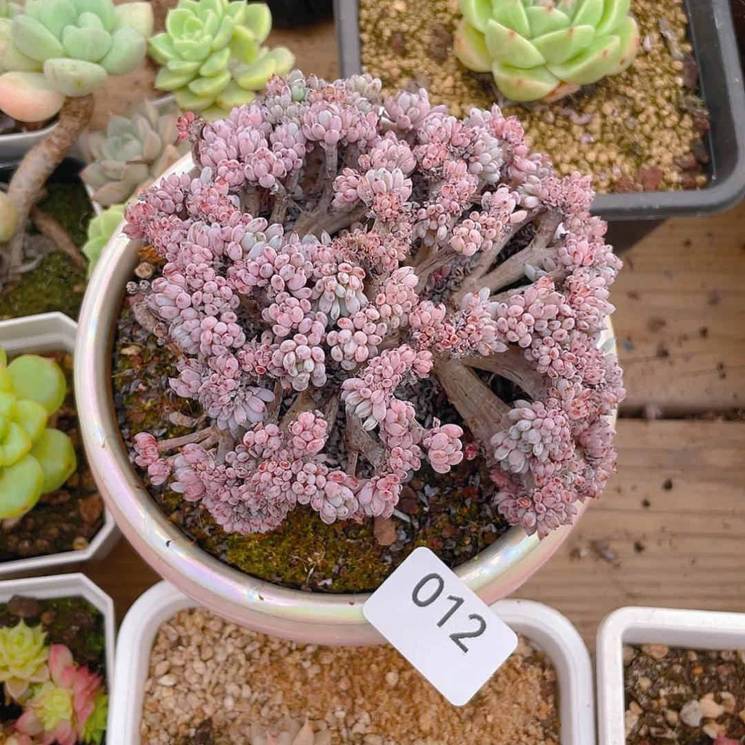 12。蓝逗缀化。