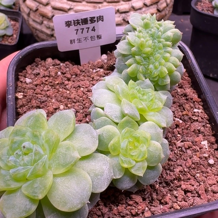 7774纸鸢缀化一物一拍10cm盆