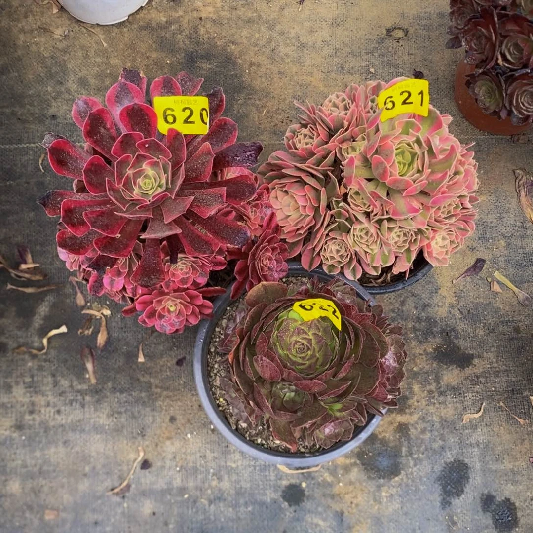 随***吊多肉20、21，2200000