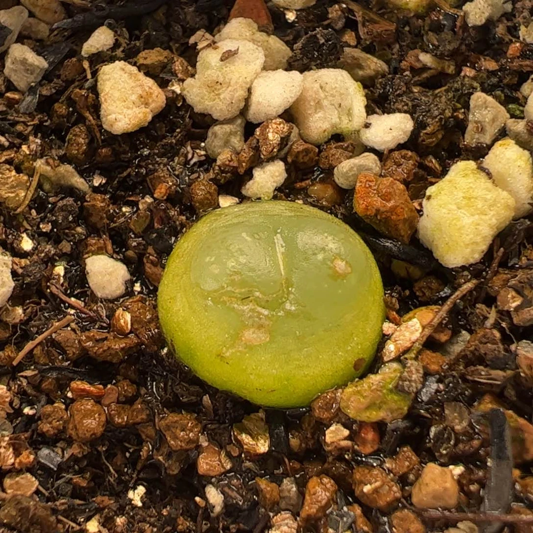 038多肉植物百科