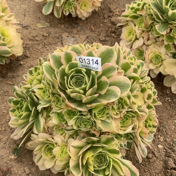 阳***501341辛尼亚多肉自助