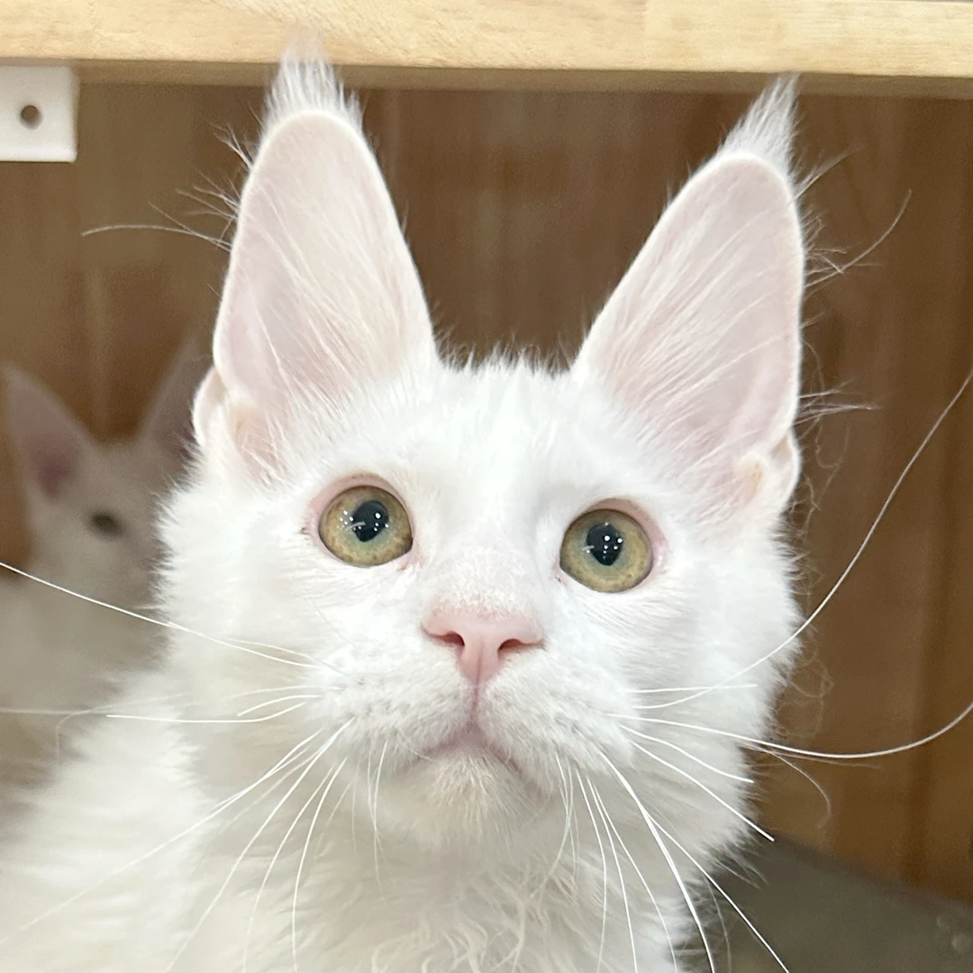 来了姊妹-纯白缅因猫-弟弟-10