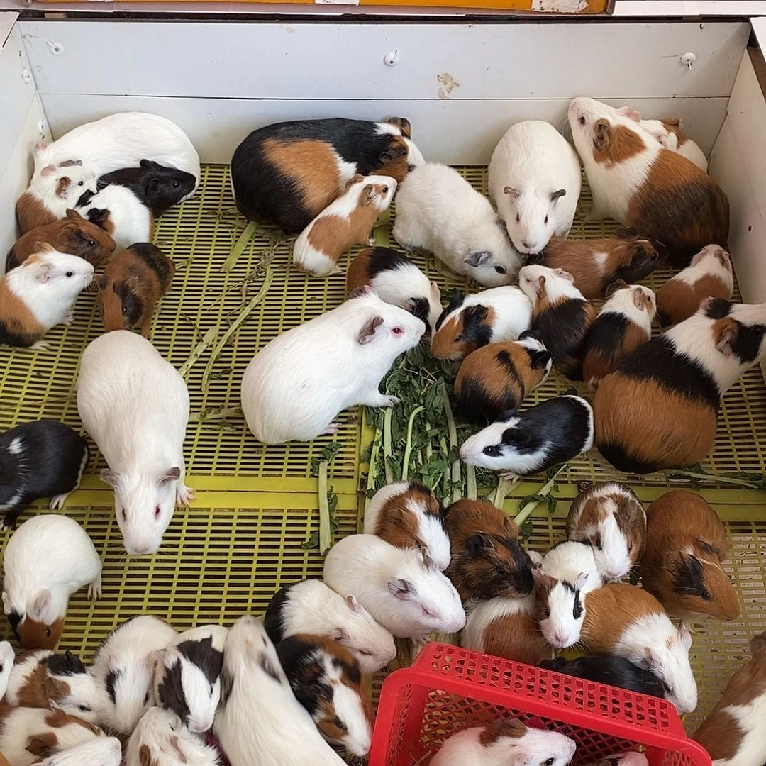 豚鼠直播间选好后请截图发货