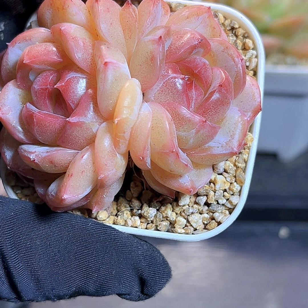 G772  珍妮上新18包邮