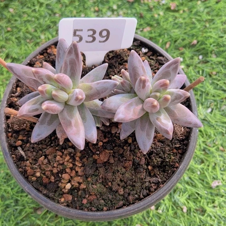 健健康康平平安安多肉