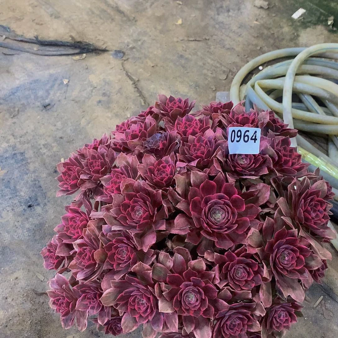 D*J964花88888888888