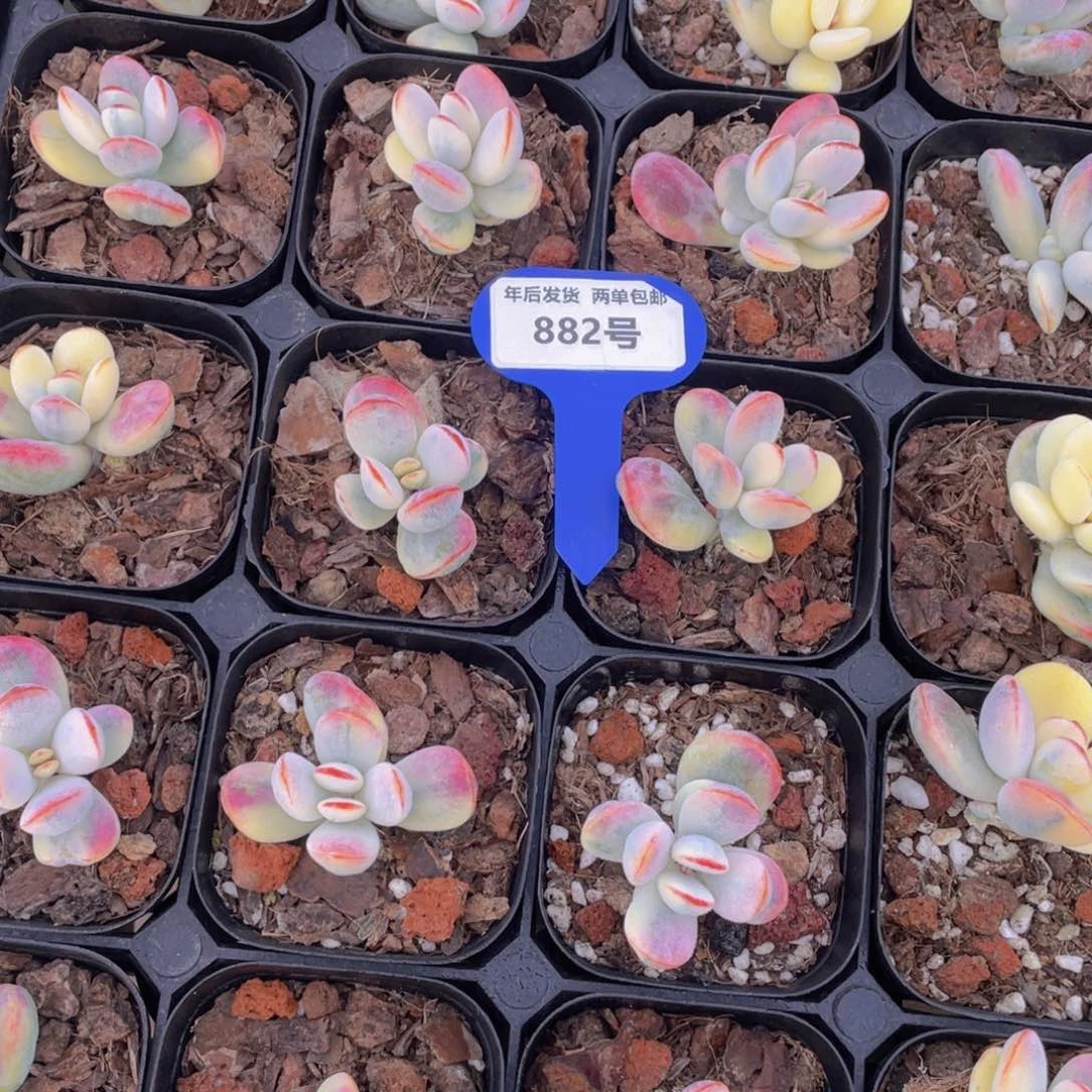 882号炫彩乒乓福娘锦一个