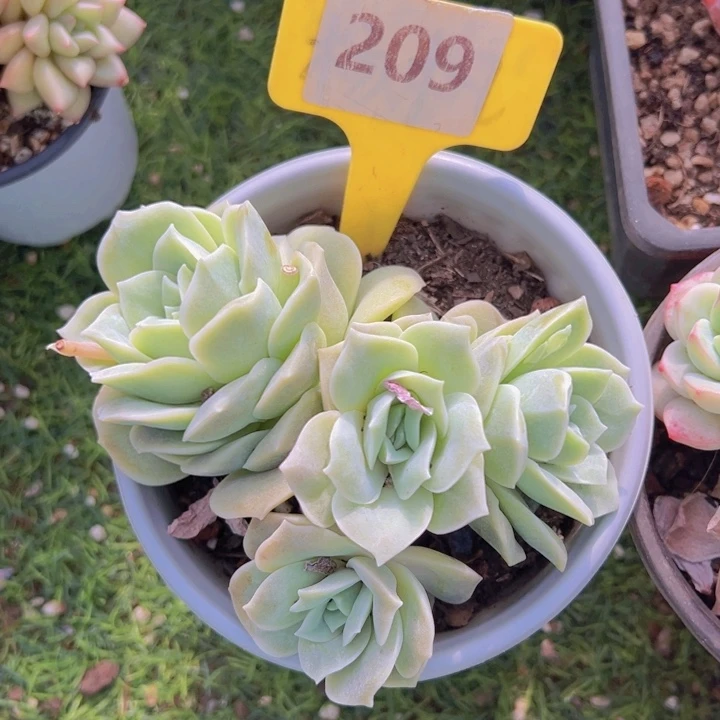 健健康康平平安安