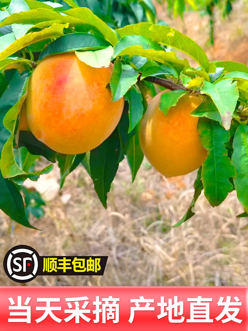 【露天锦绣黄桃】湖南怀化高山上的当季黄桃原产地现摘现发脆甜爆汁