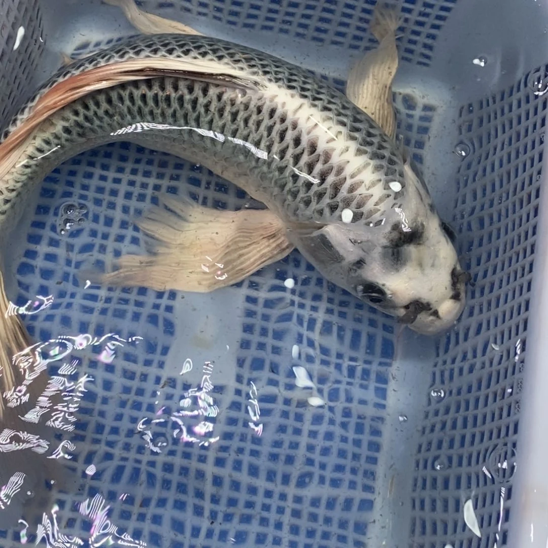 锦鲤冷水锦鲤包邮转