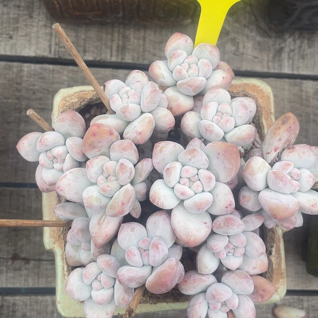 奶酪香水多肉植物843