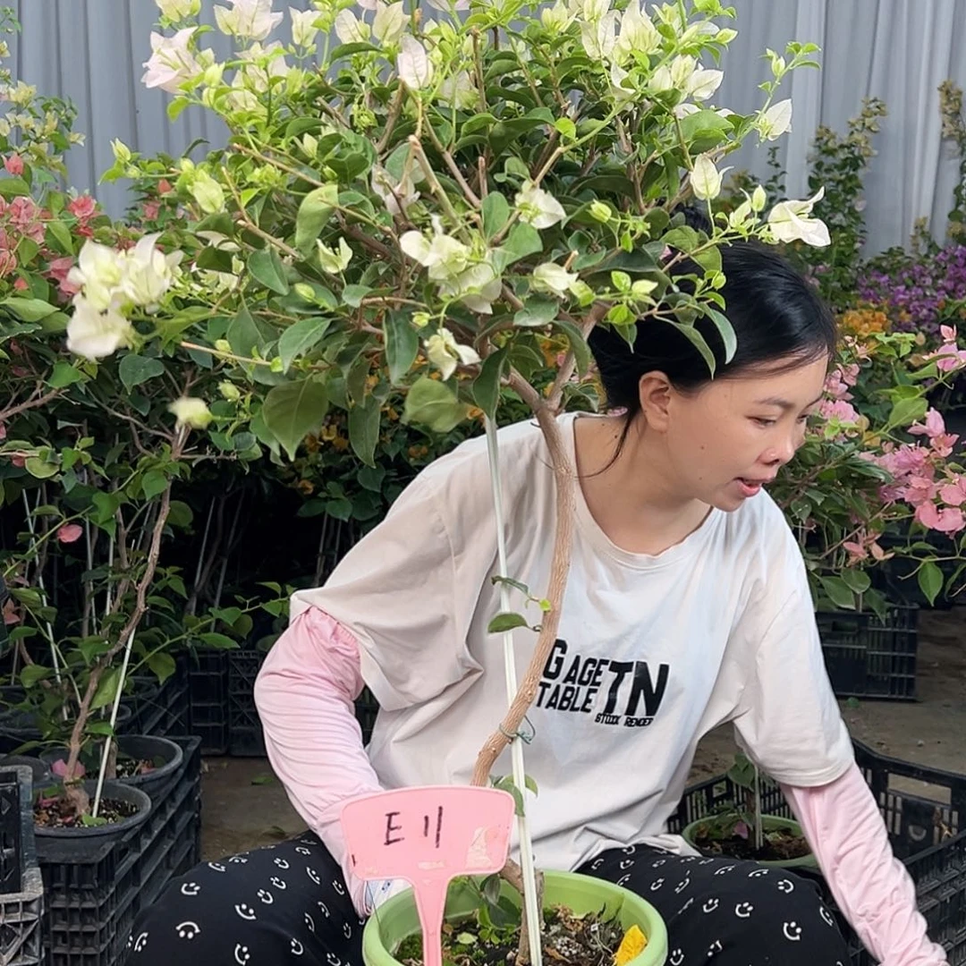 万***万大部分花苞少量开放E11苹果花