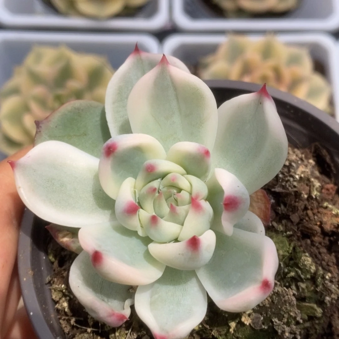 105锦锦锦锦锦锦锦锦锦