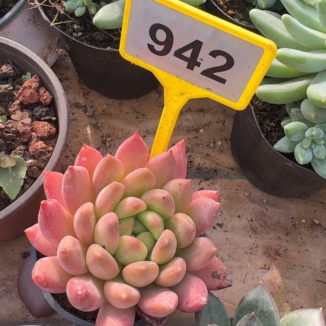 多肉植物水晶球942