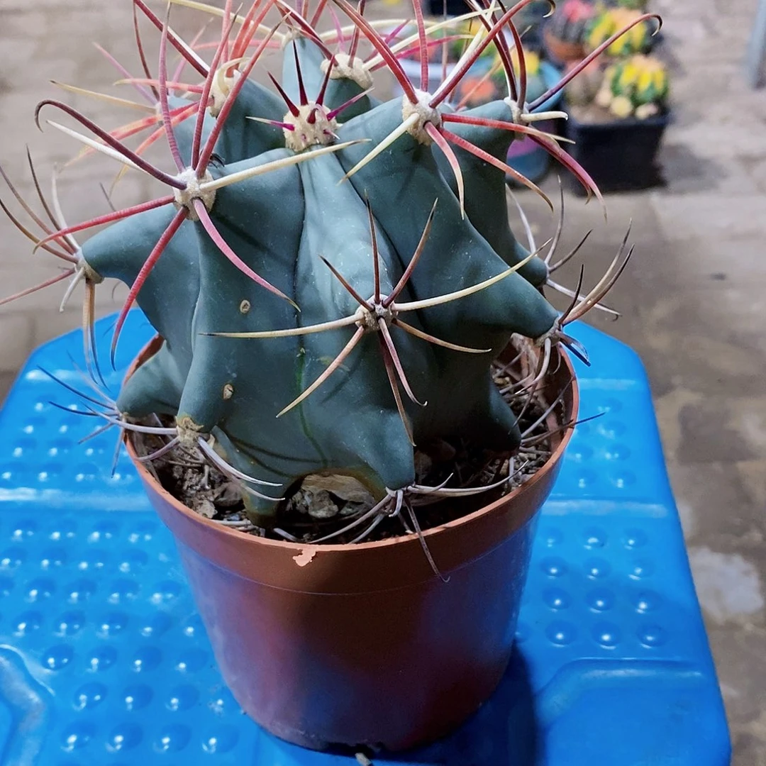 无花朵江守玉1111111111111111个