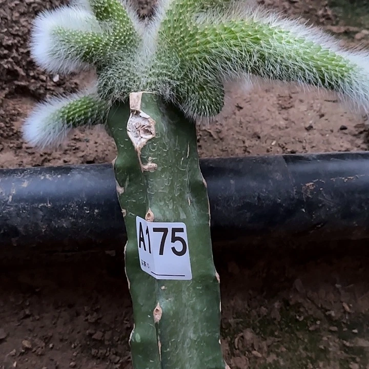 无花朵?*阳嫁接九尾狐缀175