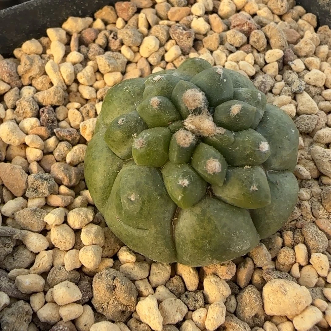 031实生角尤龟甲兜多肉