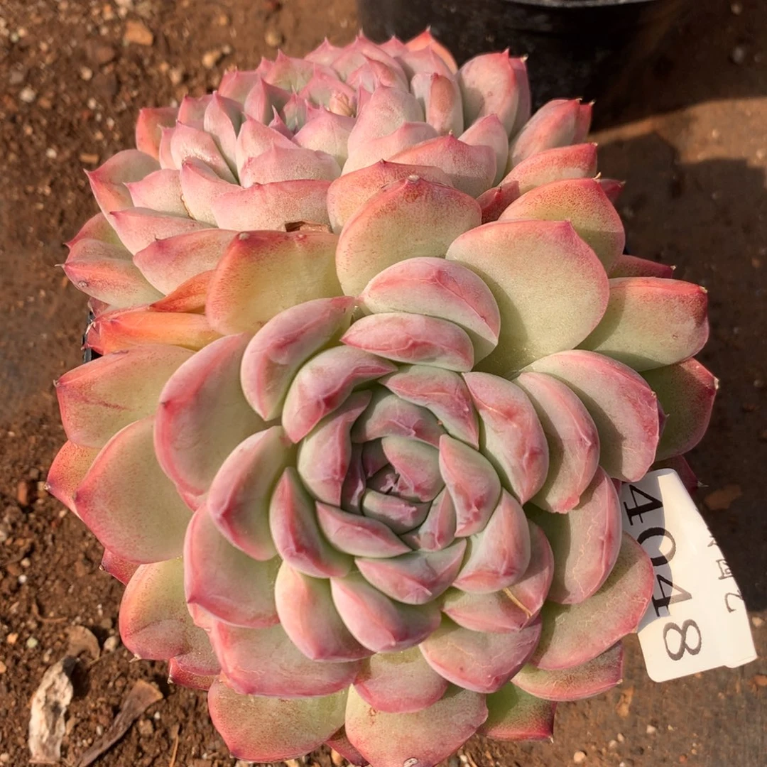 4048新年快乐发发发