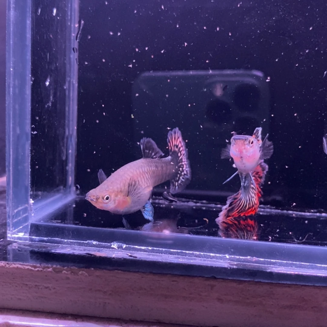 孔雀鱼半月尾一对