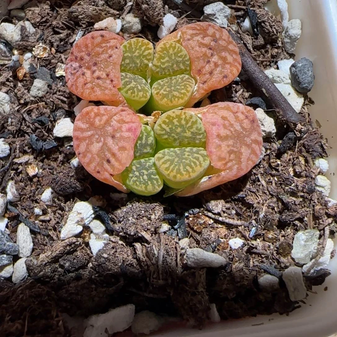 肉锥多肉植物百科-优选鸟48