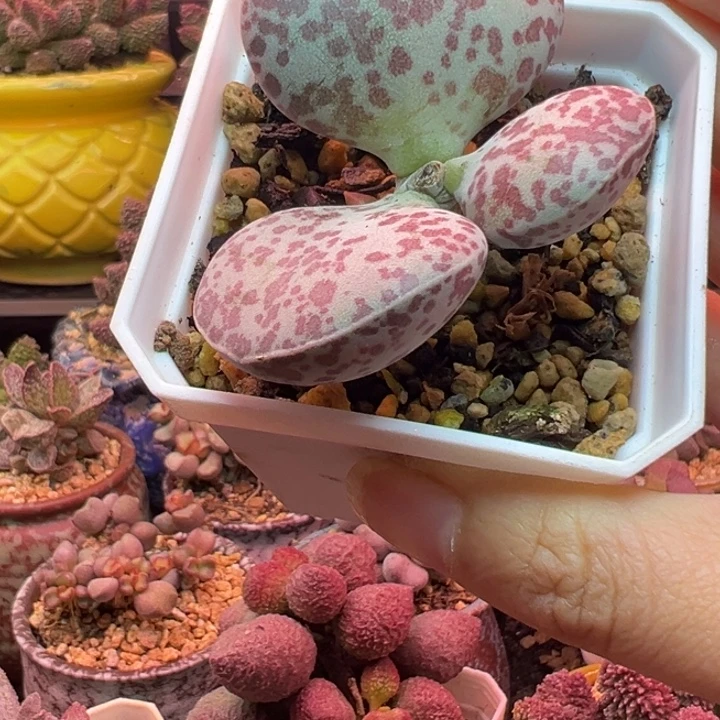 *****吉祥如意的一天从