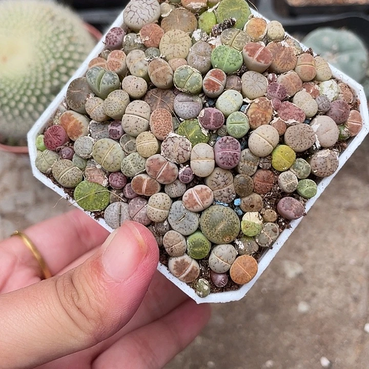 826生石花仙人球植物