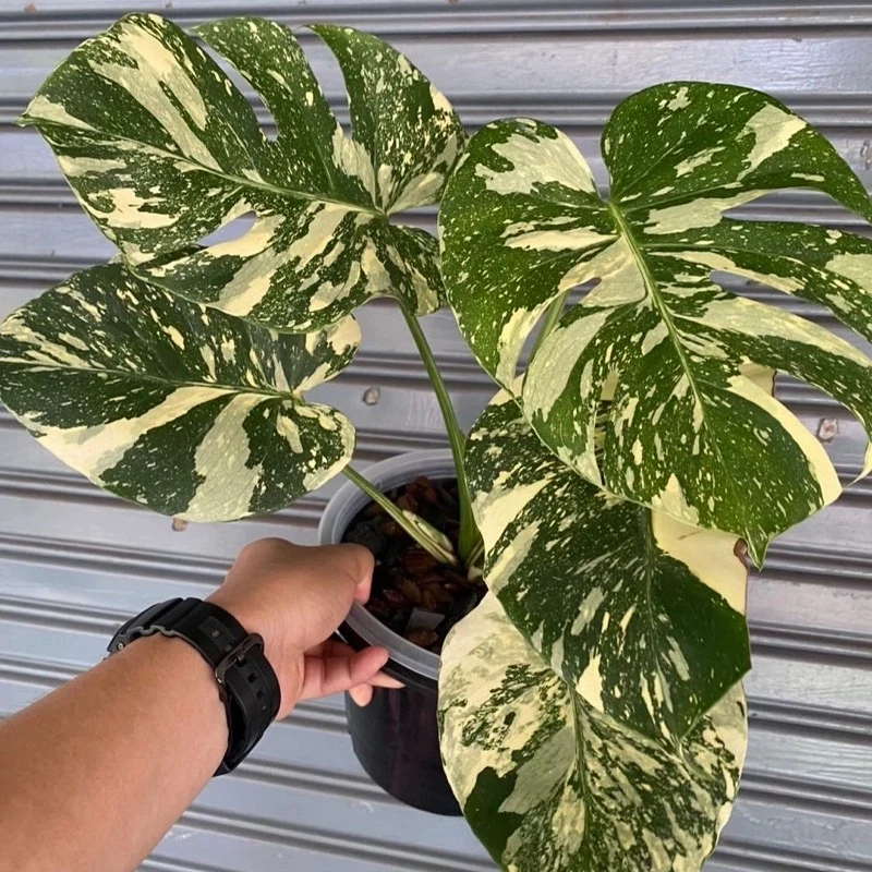 优质洒金龟背竹ins风网红室内创意观叶绿植盆栽