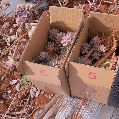 5号纸箱小紫乐淡雪混装，包邮不售后