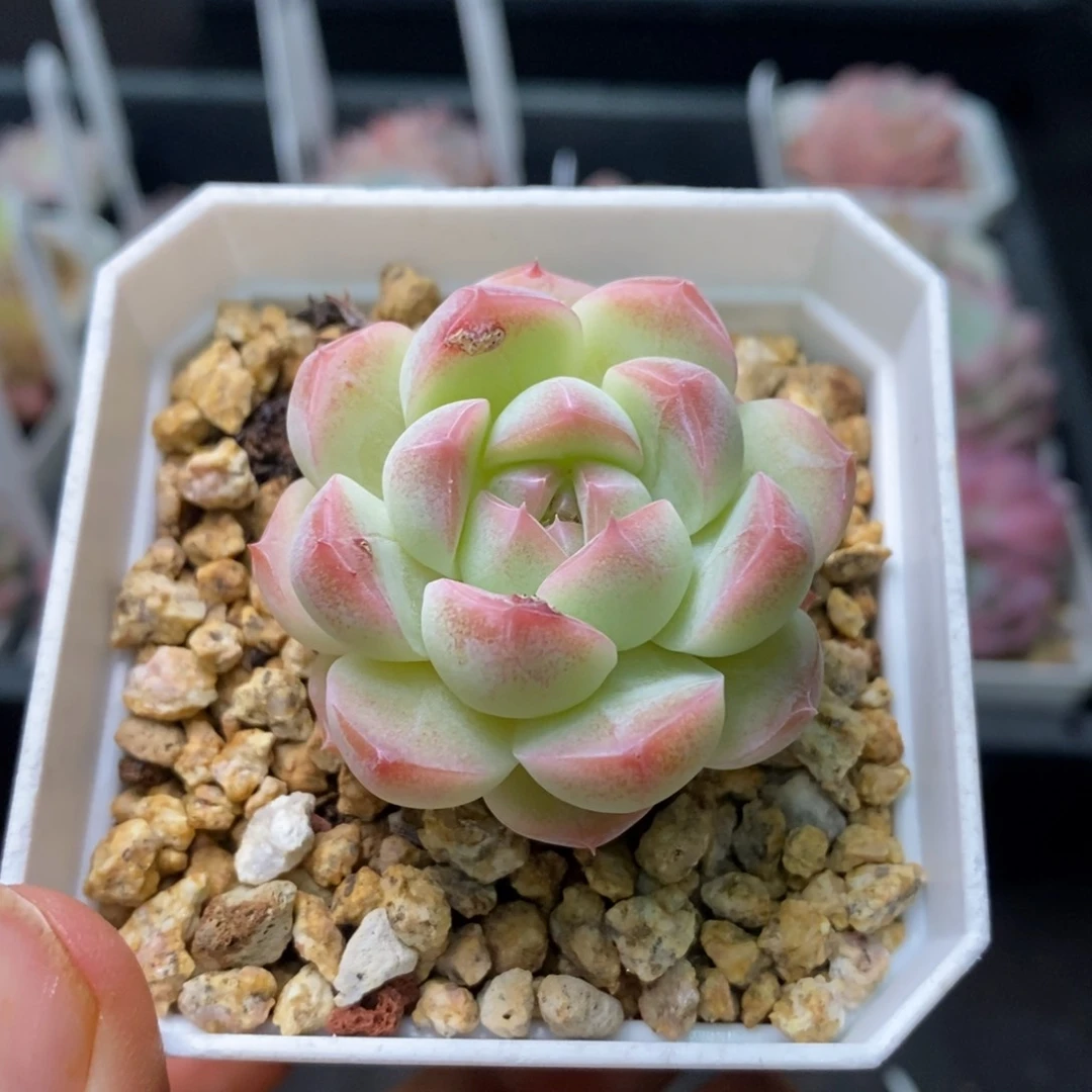 精品多肉一物一拍不包整62