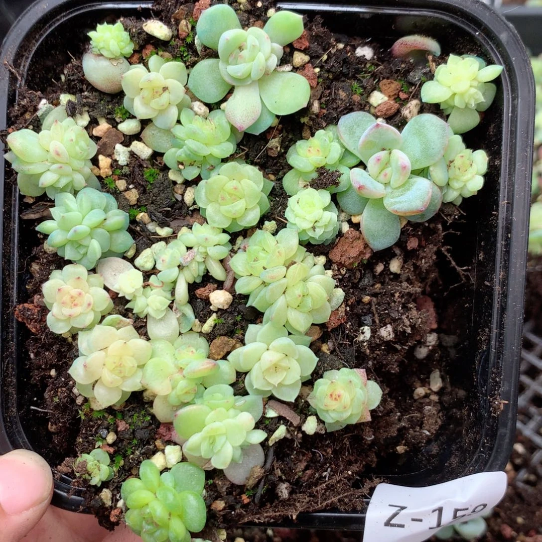 无花朵Z159英语英语我