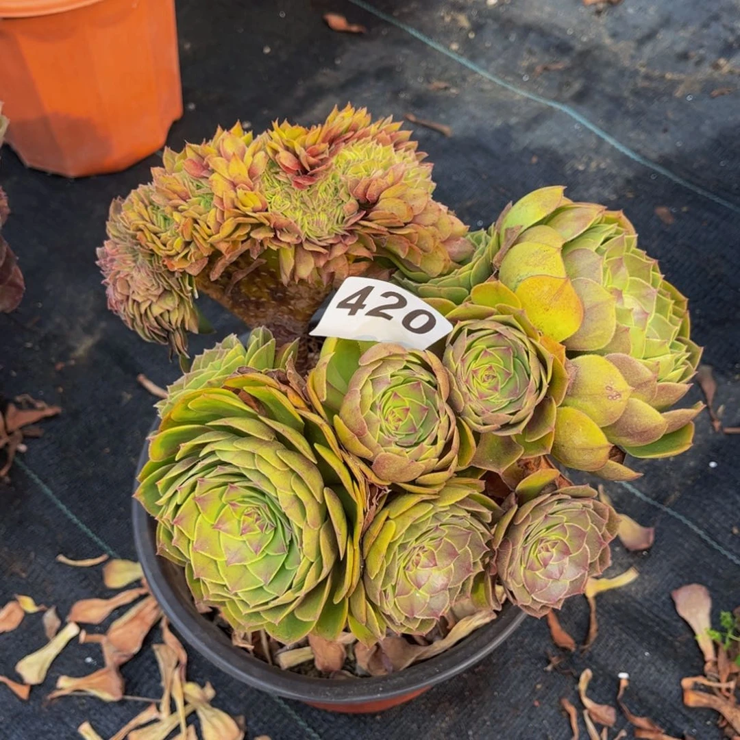 多肉植物万缀420法师