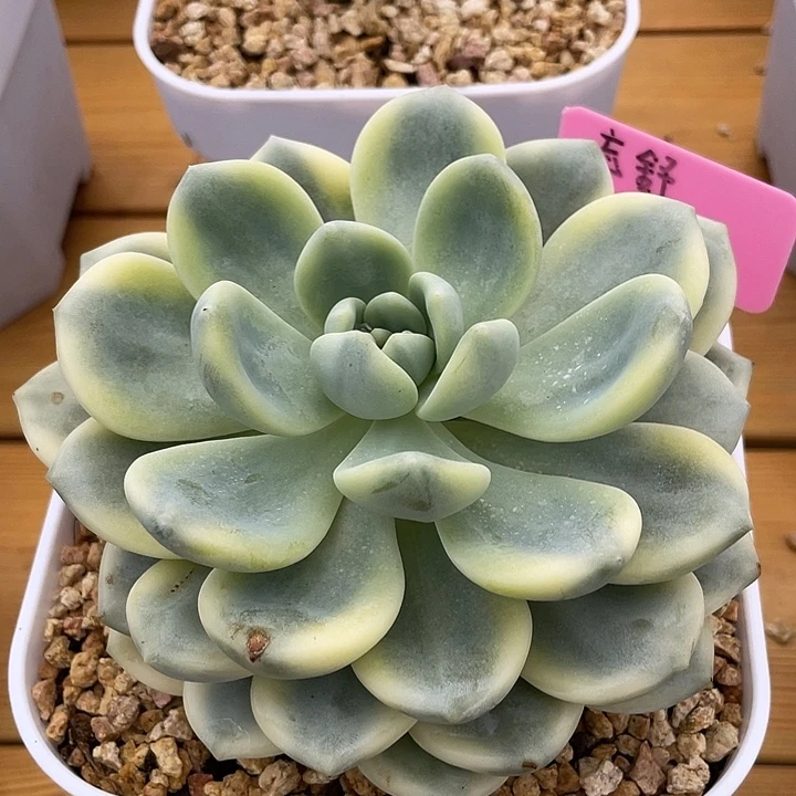 望舒锦。锦龙一物一拍